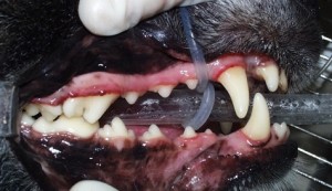 正常な犬の歯