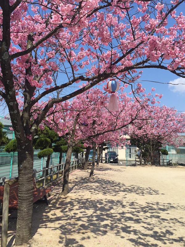 日分公園の桜