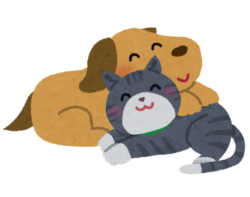 dog and cat