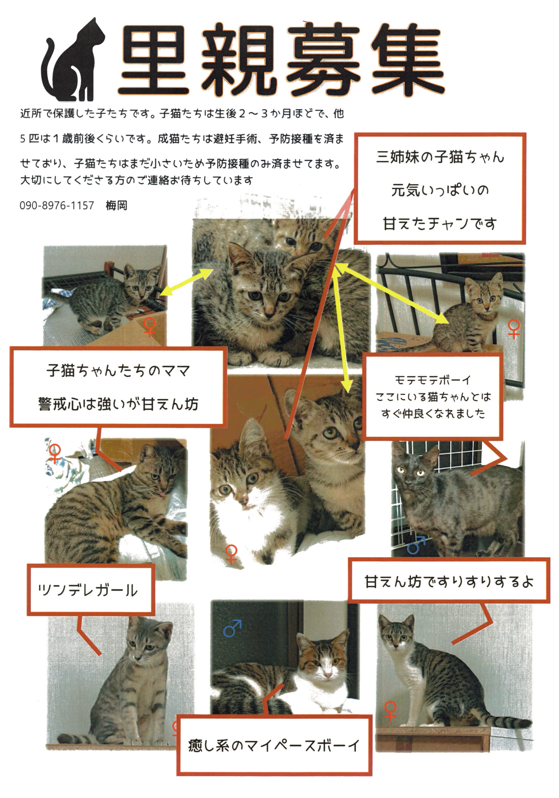 猫 里親 東京 動物 病院