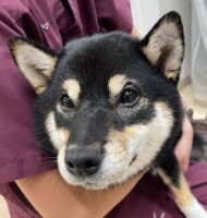 あんみつちゃん