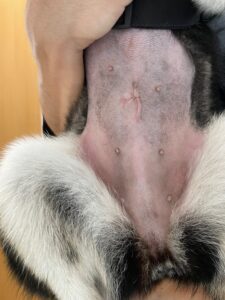 術後チェックのあんみつちゃんのおなか