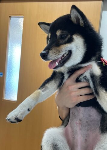 術後チェックのあんみつちゃん